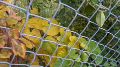 Pseudocercospora