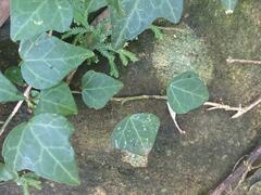 Hedera rhombea