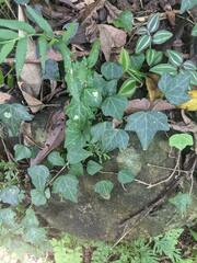 Hedera rhombea