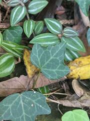 Hedera rhombea