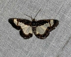 Heliomata cycladata