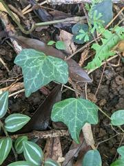 Hedera rhombea