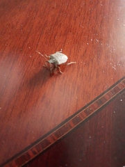 Halyomorpha halys