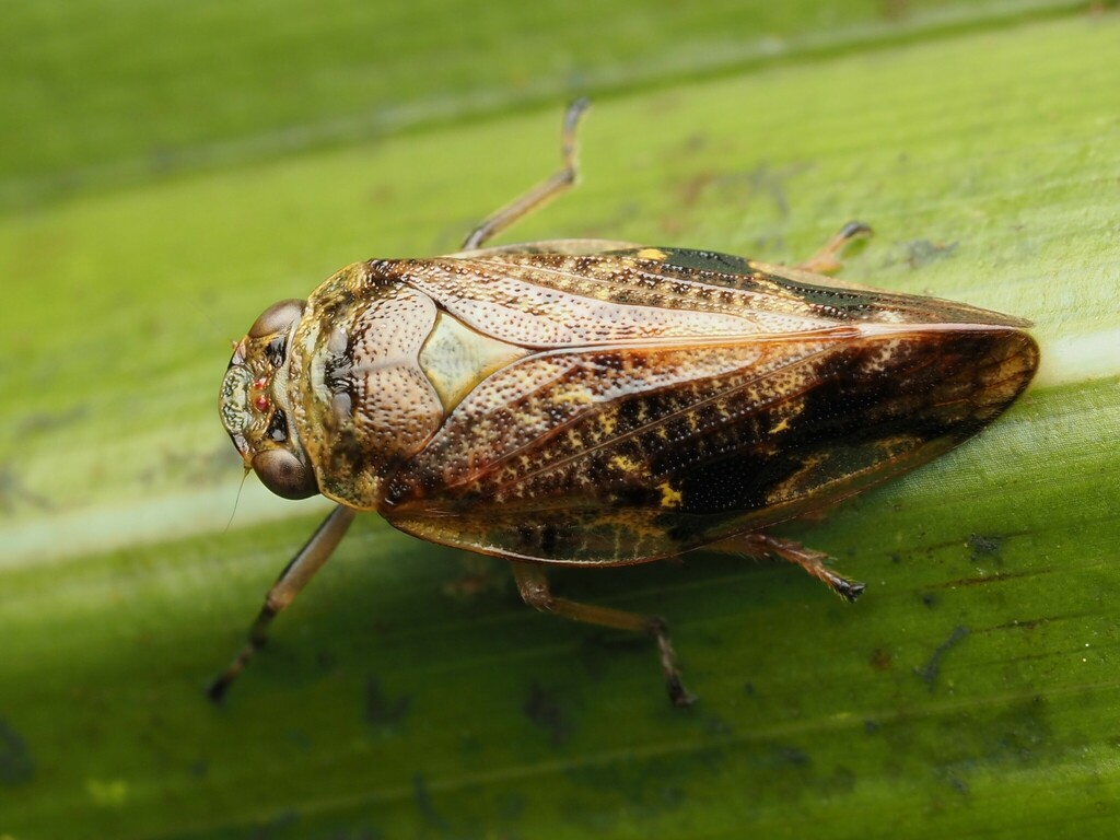 Pseudaphronella jactator