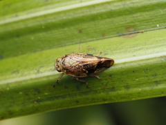 Pseudaphronella jactator