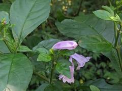 Strobilanthes cusia