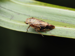 Pseudaphronella jactator