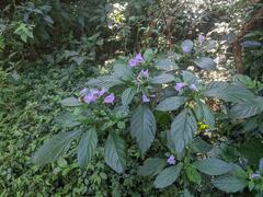 Strobilanthes cusia