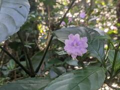 Strobilanthes cusia