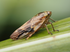 Pseudaphronella jactator