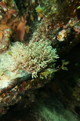 Cryptopolyzoon wilsoni