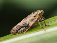Pseudaphronella jactator