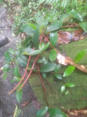 Hydrangea viburnoides