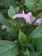 Strobilanthes cusia