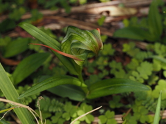 Pterostylis patens