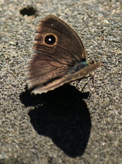 Mycalesis mineus