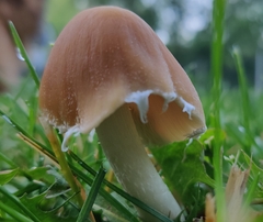 Candolleomyces