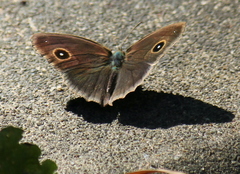 Mycalesis mineus