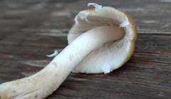 Candolleomyces
