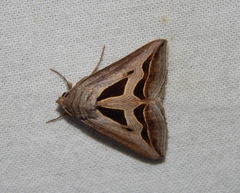 Cuneisigna obstans
