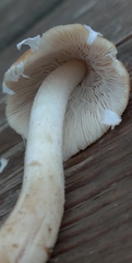 Candolleomyces