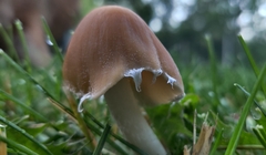 Candolleomyces