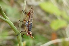 Dichetophora obliterata