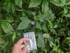 Strobilanthes formosana