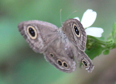 Ypthima baldus