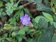 Strobilanthes formosana