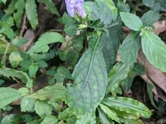 Strobilanthes formosana