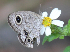 Ypthima baldus
