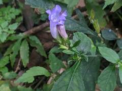 Strobilanthes formosana