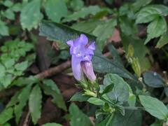 Strobilanthes formosana