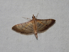 Marasmia trapezalis