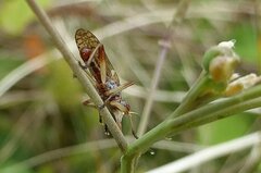 Dichetophora obliterata