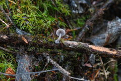 Mycena abramsii