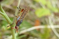 Dichetophora obliterata