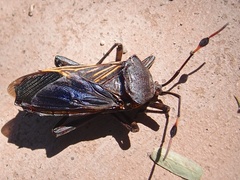 Pachylis neocalifornicus