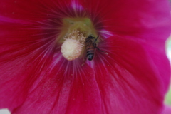 Apis mellifera scutellata