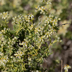 Nitraria billardierei