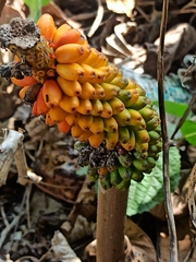 Amorphophallus