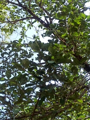 Magnoliopsida