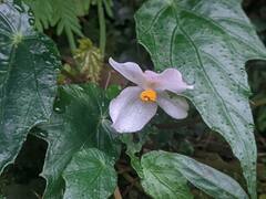 Begonia formosana