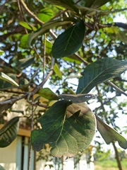 Magnoliopsida