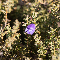 Eremophila weldii