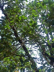 Magnoliopsida