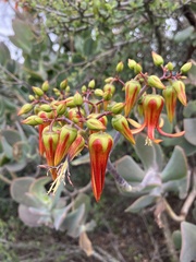 Cotyledon velutina
