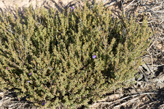 Eremophila weldii