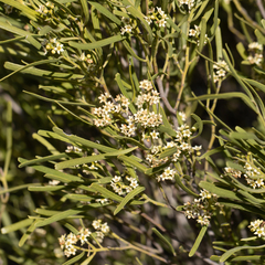 Geijera linearifolia
